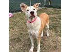 Adopt Aisling a Pit Bull Terrier