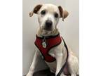 Adopt Olivia a Labrador Retriever, Mixed Breed