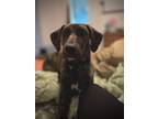 Adopt Reba a Catahoula Leopard Dog, Mixed Breed