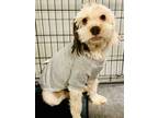 Adopt HONEY a Terrier, Mixed Breed