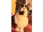 Adopt Panda a Domestic Short Hair