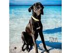 Adopt Ziti a Great Dane