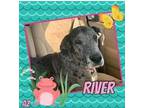 Adopt River a Great Dane