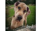 Adopt Opal a Great Dane