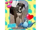 Adopt Mimi a Great Dane