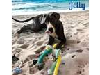 Adopt Jelly a Great Dane