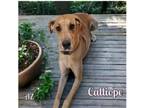 Adopt Calliope a Great Dane