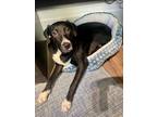 Adopt Razzle a Labrador Retriever, Black Labrador Retriever