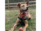 Adopt Bertie Sue a Carolina Dog, Belgian Shepherd / Malinois