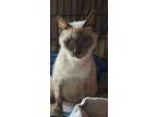 Adopt Kara - Barn Cat / Feral a Siamese