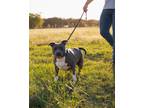 Adopt Gloria a Staffordshire Bull Terrier