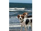 Adopt Thelma and Louise a Coonhound