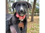 Adopt Gretel a Black Labrador Retriever, American Staffordshire Terrier
