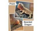Adopt Prism a Bearded Dragon
