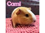 Adopt Cami a Guinea Pig