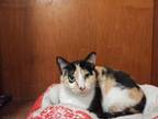 Adopt Cleo a Calico