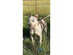 Adopt Oreo a Australian Cattle Dog / Blue Heeler, Pit Bull Terrier