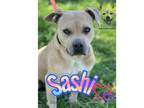 Adopt SASHI a American Staffordshire Terrier