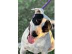 Adopt Lacey a English Pointer, German Shorthaired Pointer