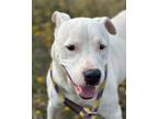 Adopt ROSE a German Shorthaired Pointer, American Staffordshire Terrier