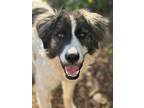 Adopt MIMI a Border Collie, Great Pyrenees