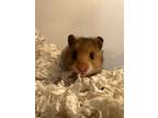 Adopt Primrose a Hamster