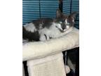 Adopt Faith a Domestic Short Hair