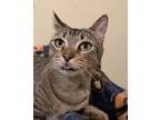 Adopt Penelope a Tabby, Domestic Short Hair