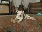 Adopt Ruca a Staffordshire Bull Terrier