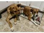 Adopt Duke & Dixie (45lb M, 25lb F) a Hound, Terrier