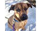 Adopt BONO a Mastiff, Mixed Breed