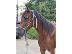 Adopt Nugget a Gaited