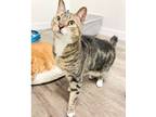 Adopt Thumper (S 01/20-02) a Domestic Short Hair, Tabby