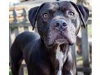 Adopt Bama a American Staffordshire Terrier