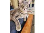 Adopt Soul Man a Tabby, Domestic Short Hair