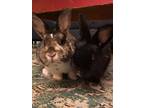 Adopt Jacky and Charlie (Vancouver) a Bunny Rabbit