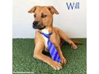 Adopt Will a Boxer