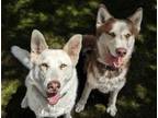 Adopt Chimuelo a Siberian Husky, German Shepherd Dog