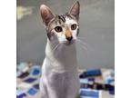 Adopt Bucky a Domestic Short Hair