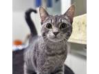 Adopt Calliope a Tabby