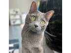 Adopt Slate a Domestic Short Hair