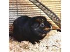 Adopt Finn & Teddy a Guinea Pig