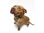 Adopt ROSCOE a Pit Bull Terrier