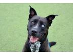 Adopt KING a Pit Bull Terrier, Husky