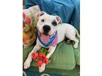 Adopt Adorable Fred the fabulous a Staffordshire Bull Terrier