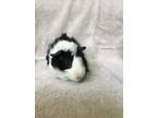 Adopt Binder ( Bonded to Beanie) a Guinea Pig