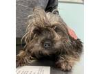 Adopt Chi Chi a Yorkshire Terrier, Poodle