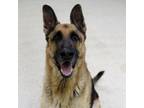 Adopt Kyree a German Shepherd Dog