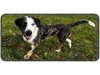 Adopt Snow a Catahoula Leopard Dog