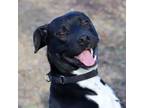 Adopt Ford (AO30282) a Labrador Retriever, Mixed Breed